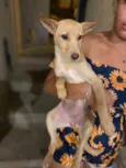 Sapeca