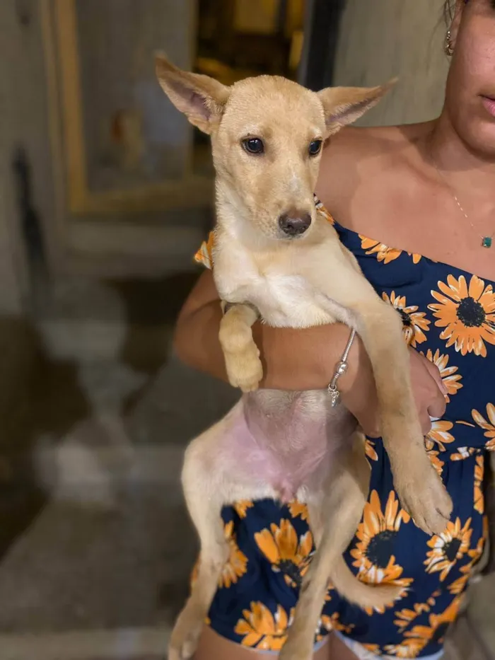 Cachorro ra a SRD-ViraLata idade 2 a 6 meses nome Sapeca