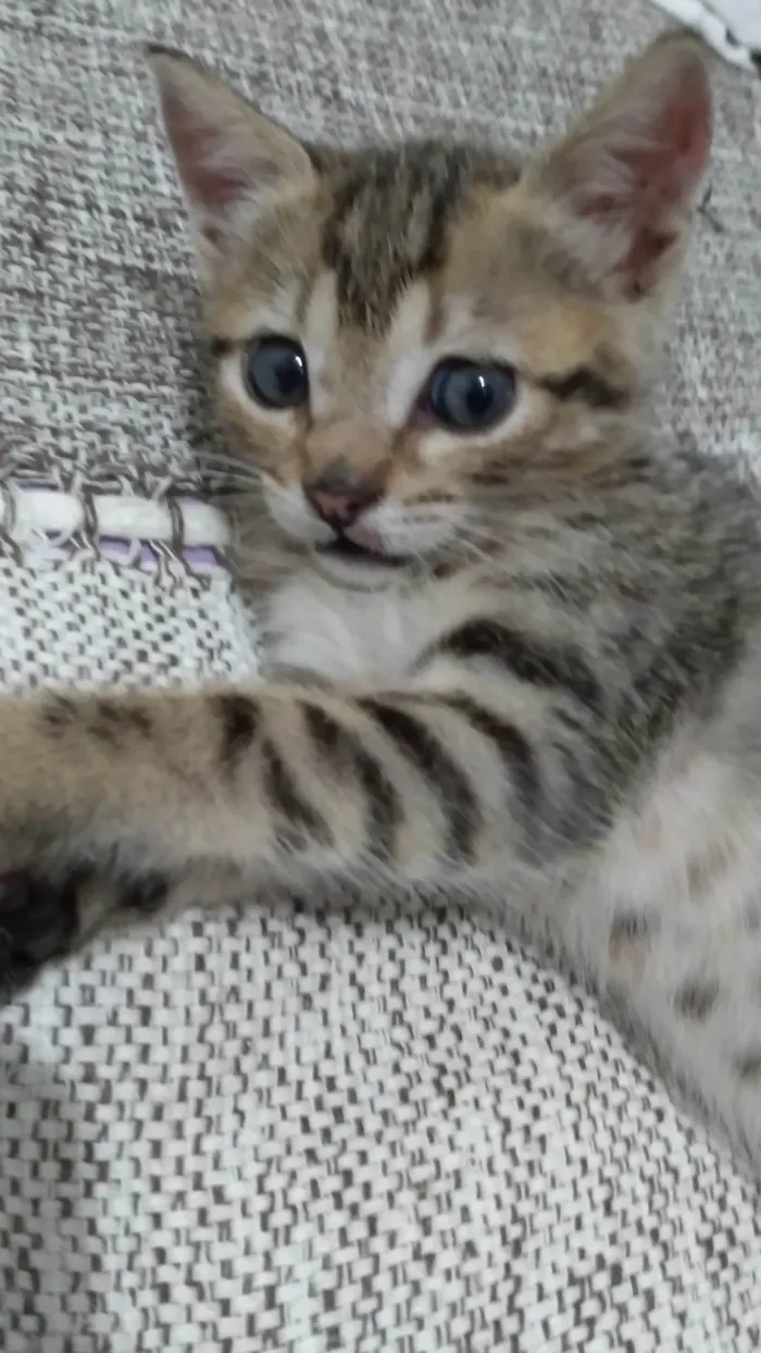 Gato ra a SRD-ViraLata idade Abaixo de 2 meses nome Brisa ADOTADA