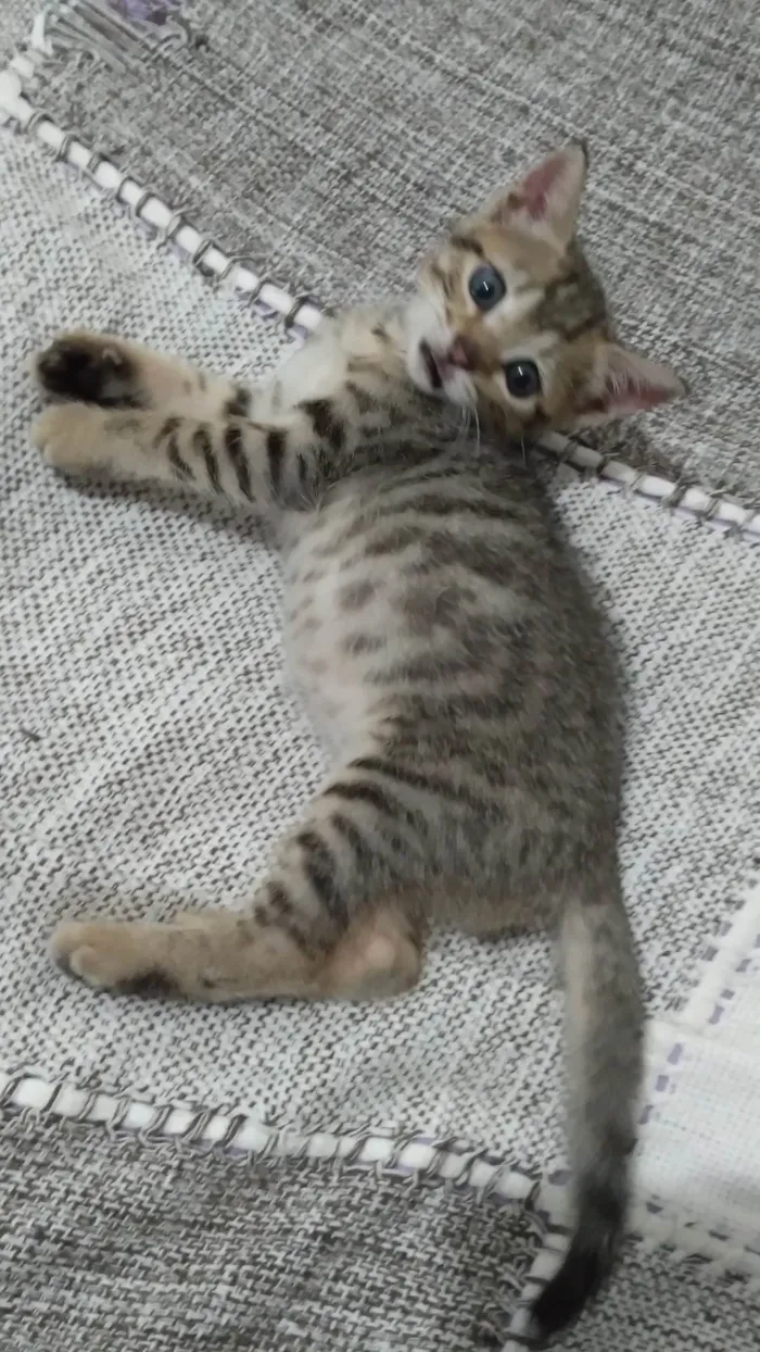 Gato ra a SRD-ViraLata idade Abaixo de 2 meses nome Brisa ADOTADA