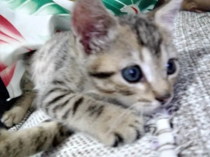 Gato ra a SRD-ViraLata idade Abaixo de 2 meses nome Brisa ADOTADA