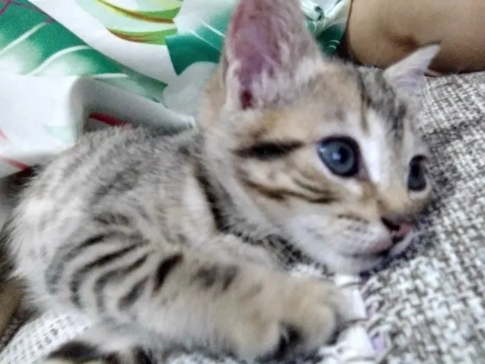 Gato ra a SRD-ViraLata idade Abaixo de 2 meses nome Brisa ADOTADA