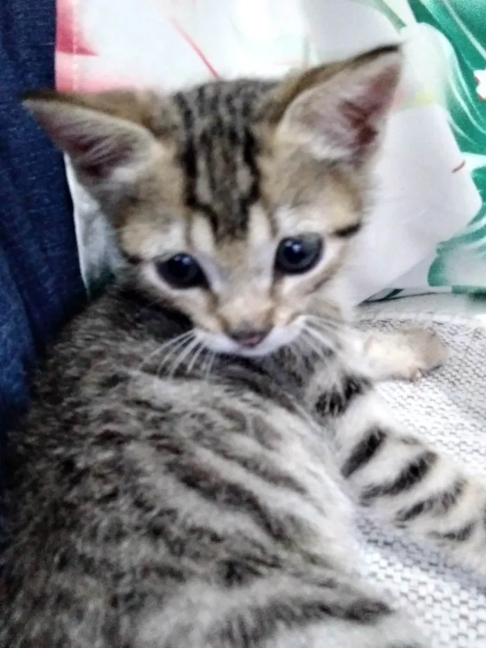 Gato ra a SRD-ViraLata idade Abaixo de 2 meses nome Brisa ADOTADA
