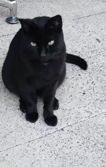 Gato ra a  idade 2 anos nome Hugo