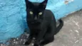 Hugo