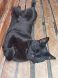 Hugo