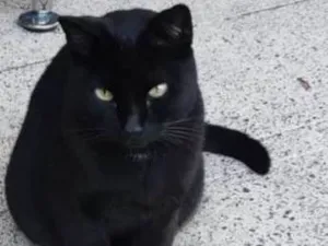 Gato raça  idade 2 anos nome Hugo