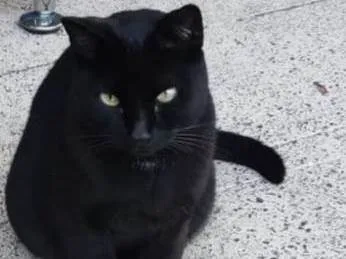 Gato ra a  idade 2 anos nome Hugo