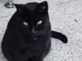 Hugo