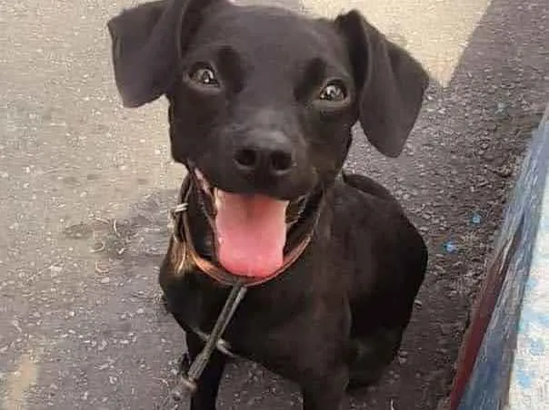 Cachorro ra a SRD-ViraLata idade 1 ano nome Ariel