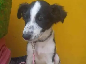 Cachorro raça SRD-ViraLata idade 2 a 6 meses nome Linda