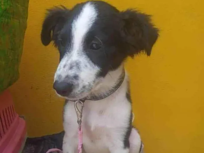 Cachorro ra a SRD-ViraLata idade 2 a 6 meses nome Linda