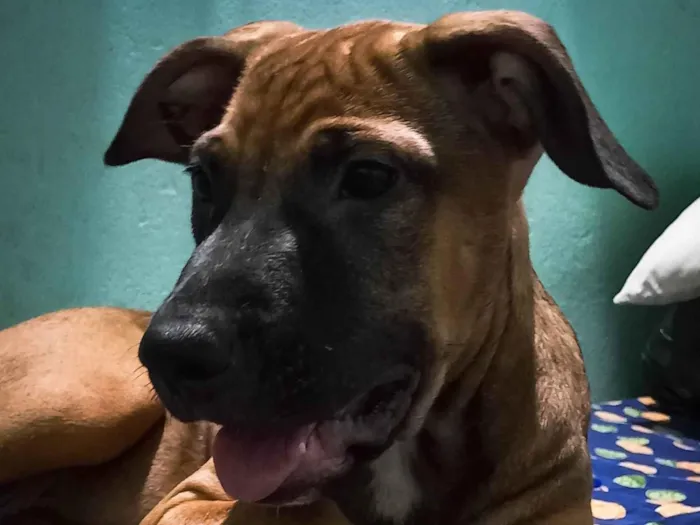 Cachorro ra a SRD-ViraLata idade 2 a 6 meses nome Bellinha