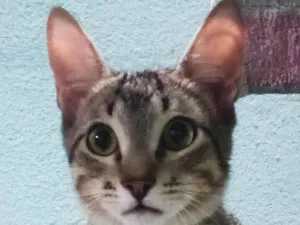 Gato raça SRD-ViraLata idade 2 a 6 meses nome Corey