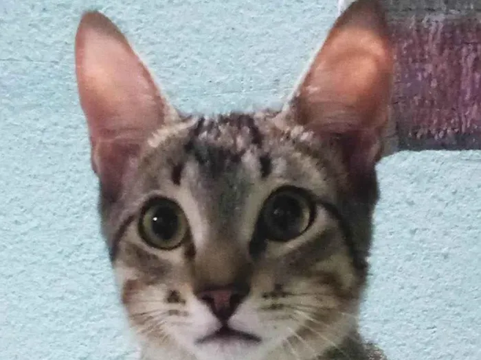 Gato ra a SRD-ViraLata idade 2 a 6 meses nome Corey