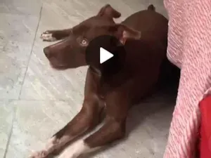 Cachorro raça SRD-ViraLata idade 1 ano nome Harum