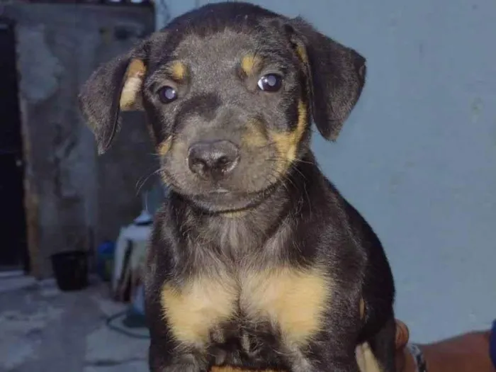 Cachorro ra a SRD-ViraLata idade 2 a 6 meses nome Hermanos