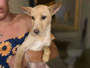 Cachorro raça SRD-ViraLata idade 2 a 6 meses nome Sapeca