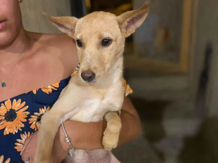 Cachorro ra a SRD-ViraLata idade 2 a 6 meses nome Sapeca