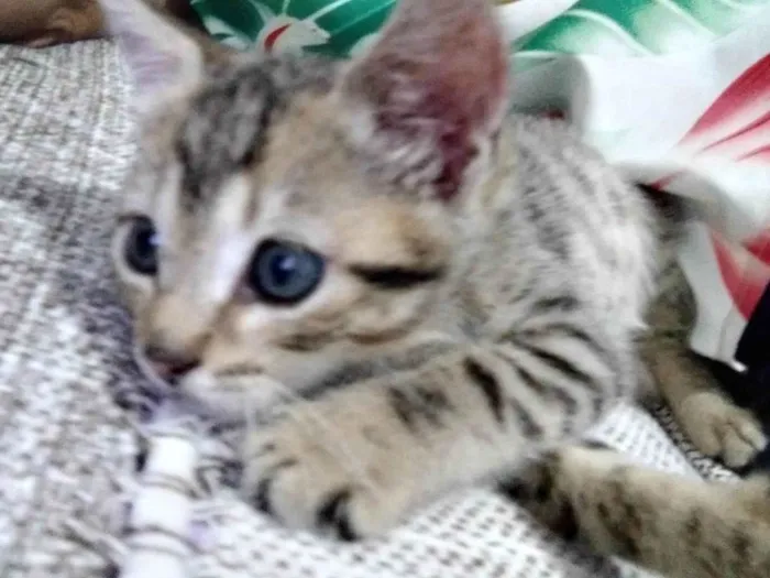 Gato ra a SRD-ViraLata idade Abaixo de 2 meses nome Brisa ADOTADA