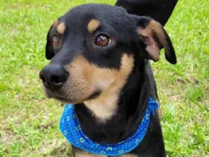 Cachorro raça SRD-ViraLata idade 1 ano nome TOBBY