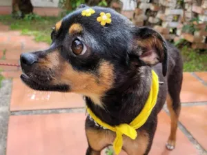 Cachorro raça SRD-ViraLata idade 1 ano nome CHICA