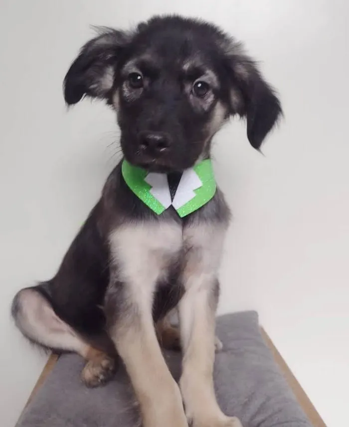 Cachorro ra a SRD-ViraLata idade 2 a 6 meses nome GREEN