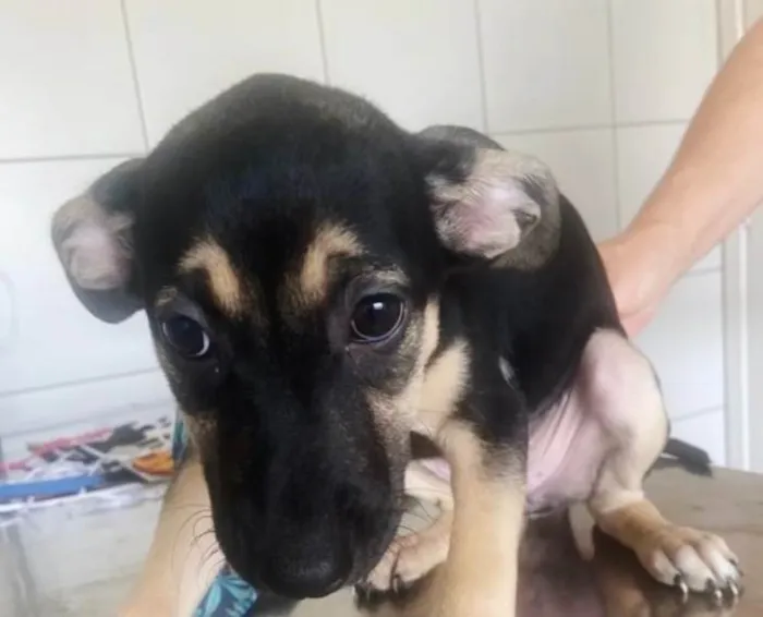 Cachorro ra a SRD-ViraLata idade 2 a 6 meses nome ISABELA