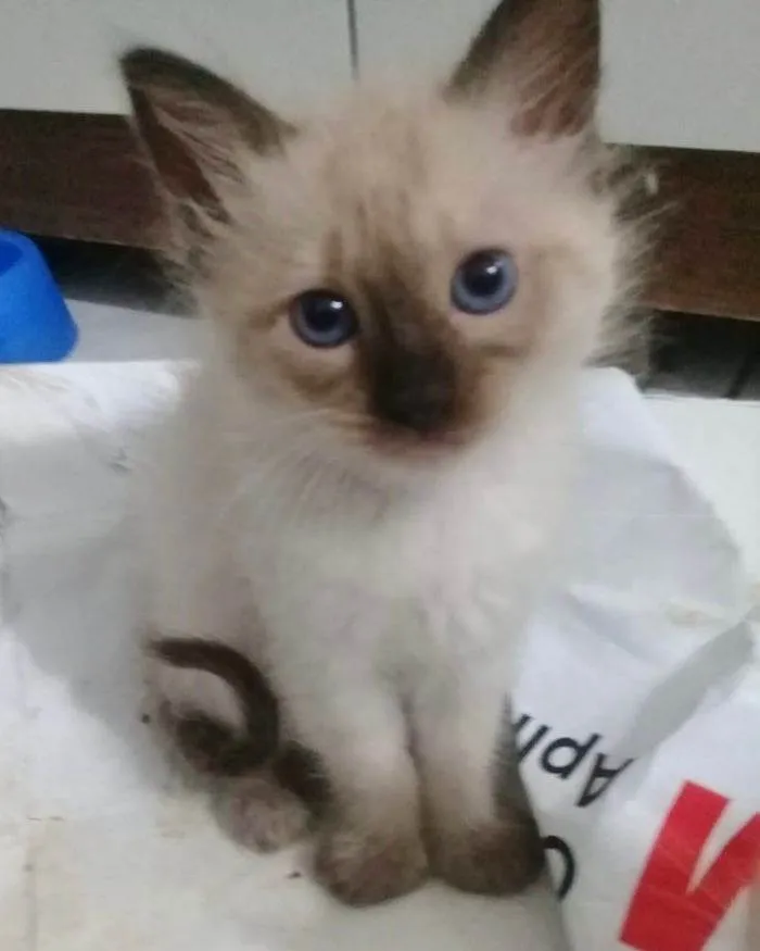 Gato ra a SRD-ViraLata idade Abaixo de 2 meses nome RENOIR