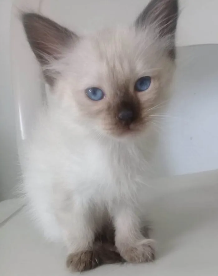 Gato ra a SRD-ViraLata idade Abaixo de 2 meses nome FRIDA