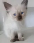 FRIDA