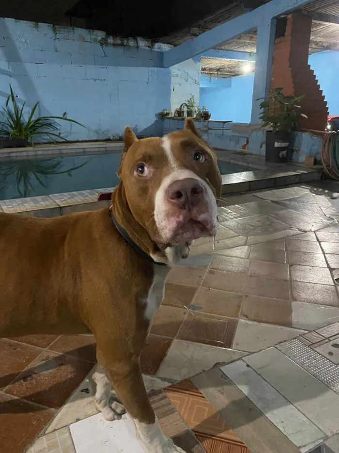 Cachorro ra a Pitbull  idade 2 anos nome Salomão 