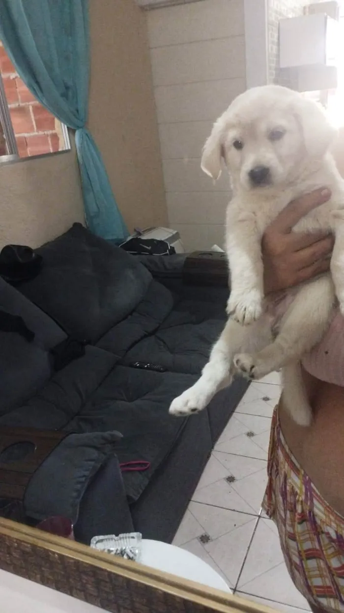 Cachorro ra a SRD-ViraLata idade 2 a 6 meses nome Bola de Neve
