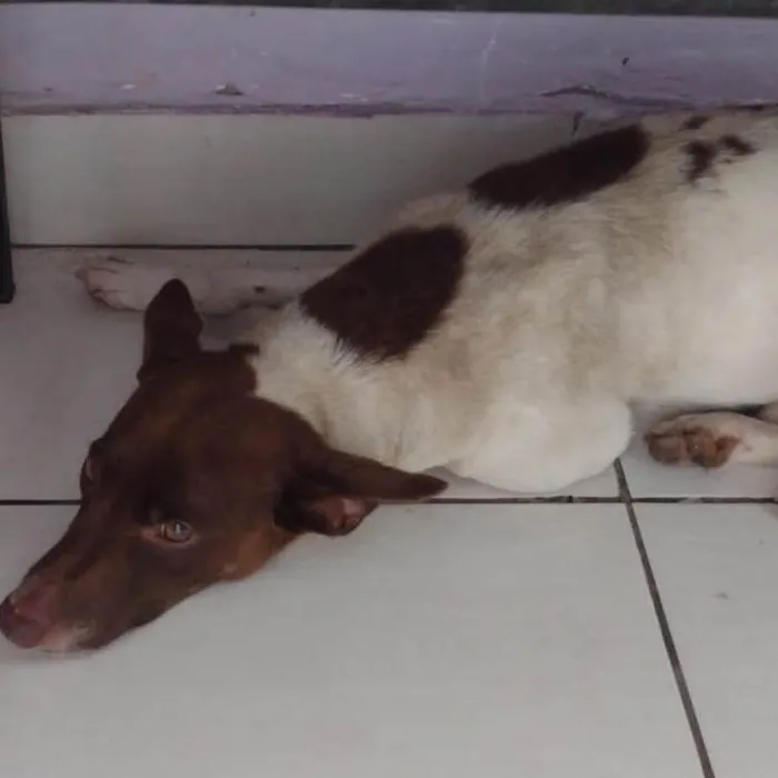 Cachorro ra a SRD-ViraLata idade 2 anos nome Guerreiro 