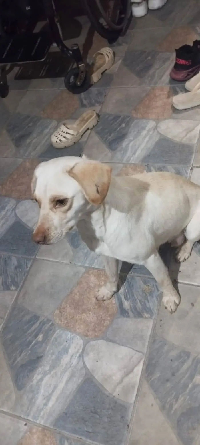 Cachorro ra a SRD-ViraLata idade 2 a 6 meses nome Bola de Neve
