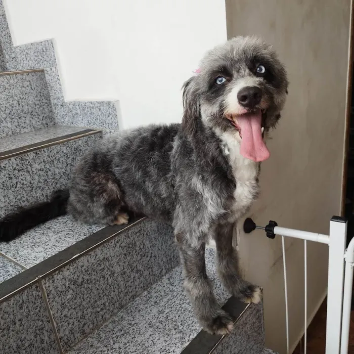 Cachorro ra a SRD-ViraLata idade 1 ano nome Atena