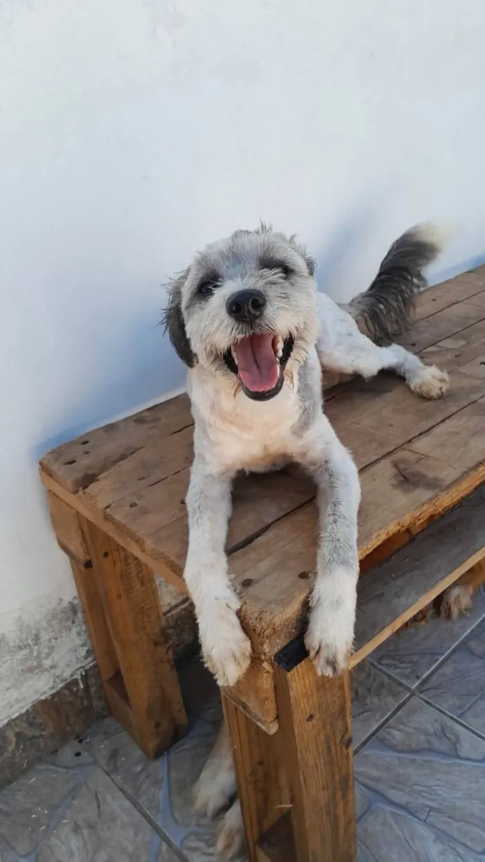 Cachorro ra a Poodle idade 1 ano nome Alice
