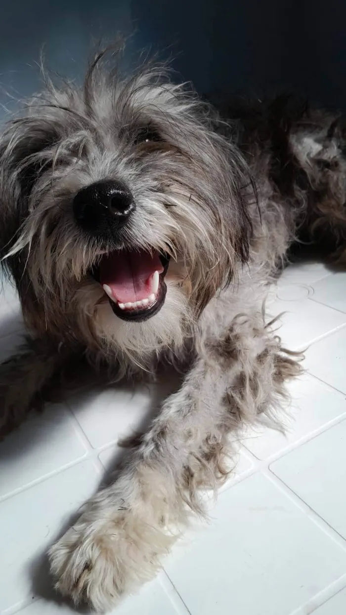 Cachorro ra a Poodle idade 1 ano nome Alice