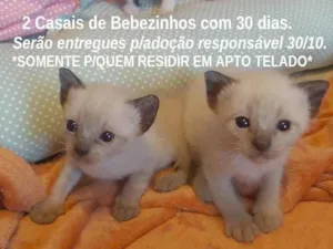 Gato raça SRD-ViraLata idade Abaixo de 2 meses nome BEBEZINHOS