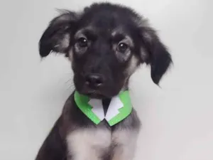 Cachorro raça SRD-ViraLata idade 2 a 6 meses nome GREEN