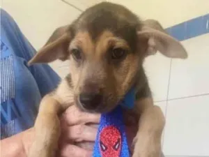 Cachorro raça SRD-ViraLata idade 2 a 6 meses nome BEGINHO