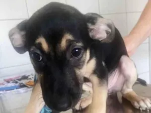 Cachorro raça SRD-ViraLata idade 2 a 6 meses nome ISABELA
