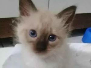 Gato raça SRD-ViraLata idade Abaixo de 2 meses nome RENOIR