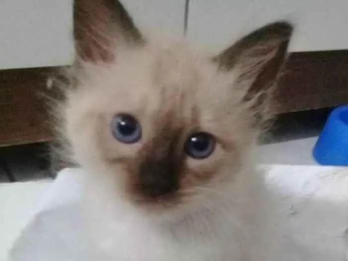 Gato ra a SRD-ViraLata idade Abaixo de 2 meses nome RENOIR