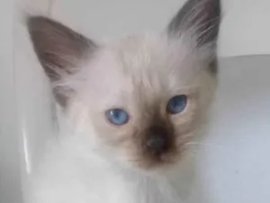 Gato raça SRD-ViraLata idade Abaixo de 2 meses nome FRIDA
