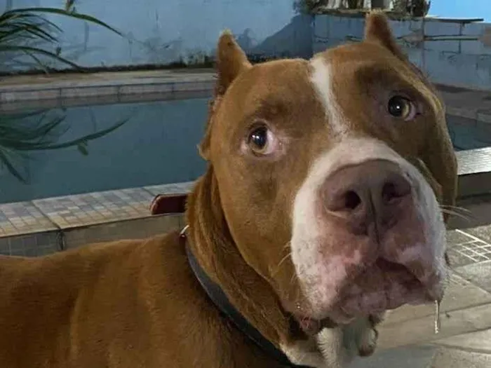 Cachorro ra a Pitbull  idade 2 anos nome Salomão 