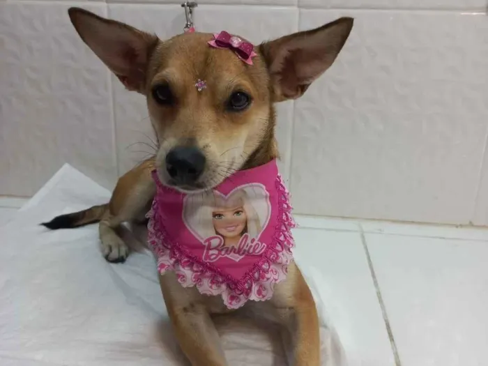 Cachorro ra a SRD-ViraLata idade 2 anos nome Sol