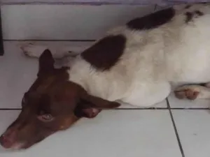 Cachorro raça SRD-ViraLata idade 2 anos nome Guerreiro 