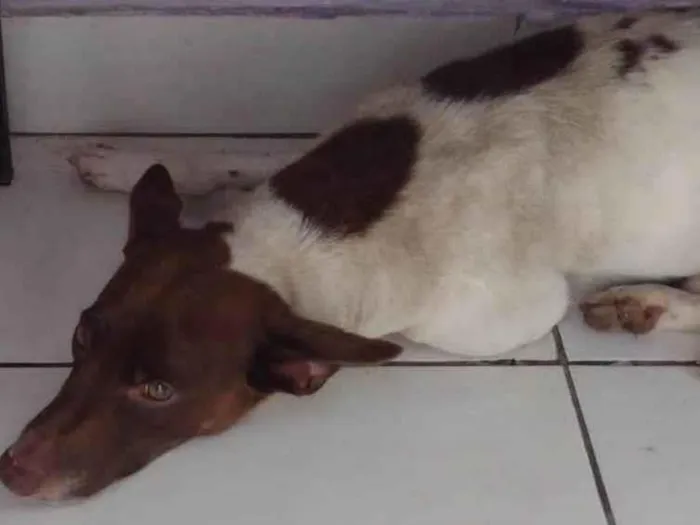 Cachorro ra a SRD-ViraLata idade 2 anos nome Guerreiro 