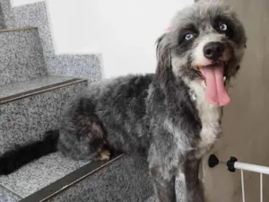 Cachorro raça SRD-ViraLata idade 1 ano nome Atena